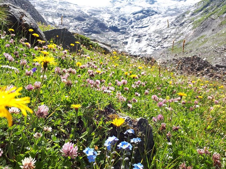 Hochkrimml Sommer 9